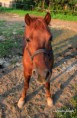 /album/zoo/img-5005-masolata-jpg/